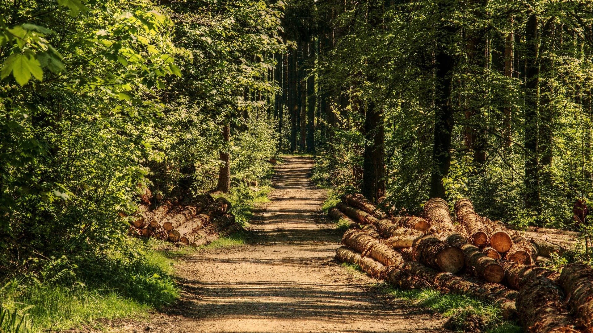 Suomen metsät ovat ajan saatossa tiheytyneet ja järeytyneet