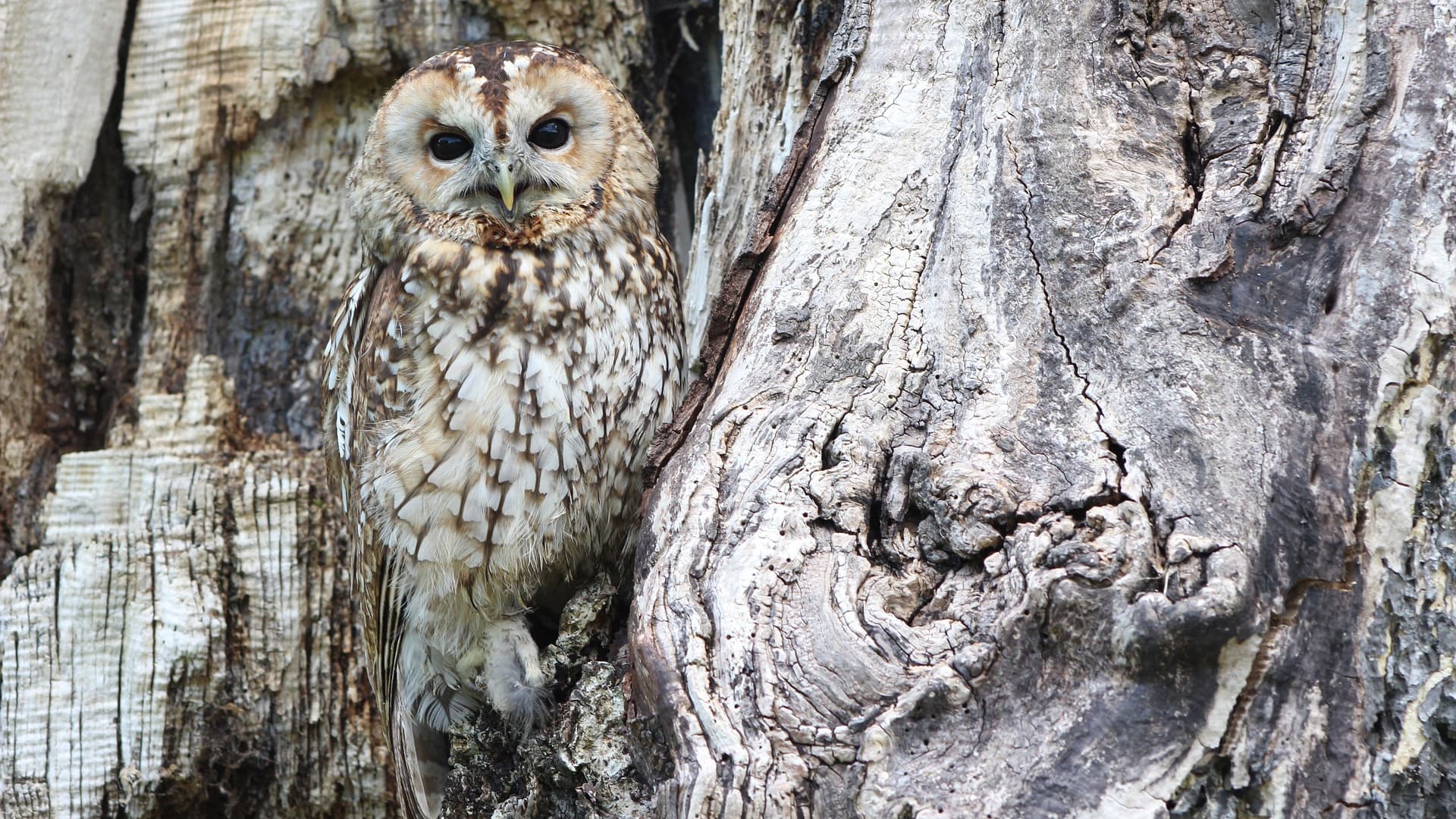 Pleikkarit seis ja tv kiinni