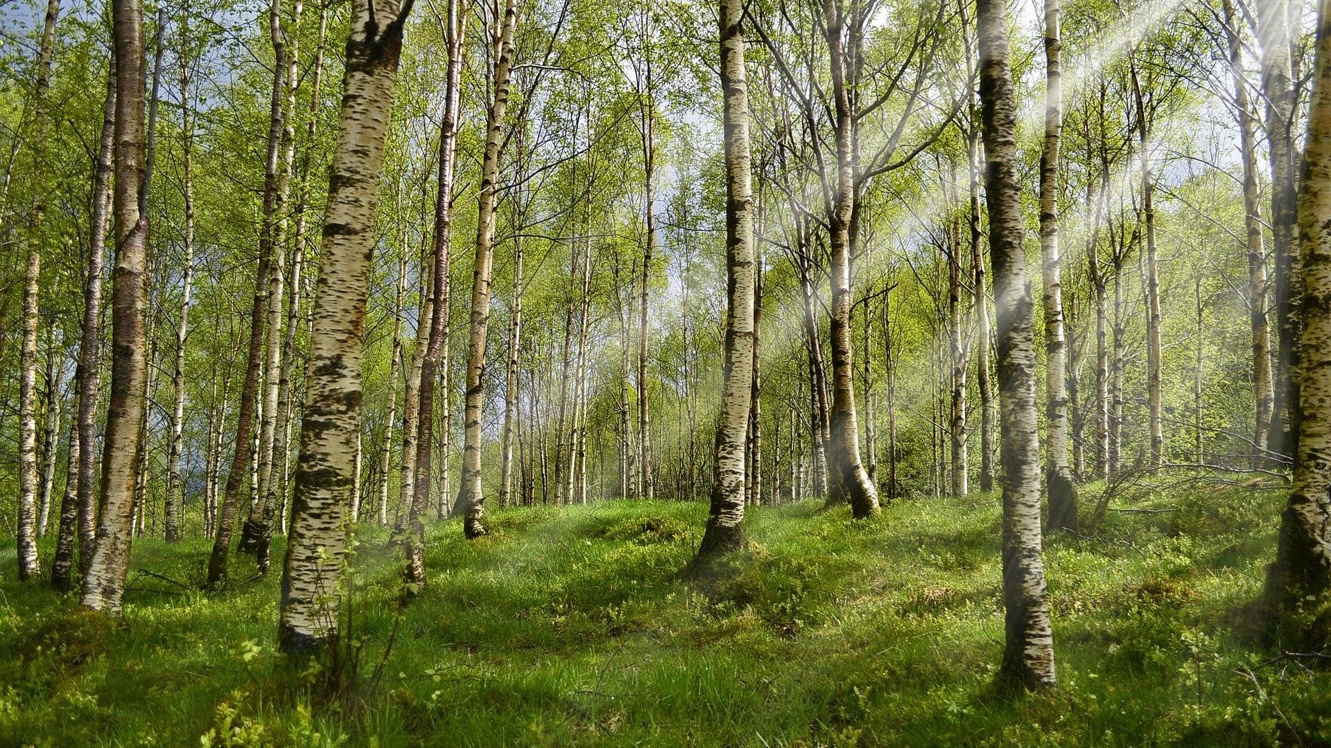 Tontilla on suurempi merkitys kuin ehkä ymmärretään