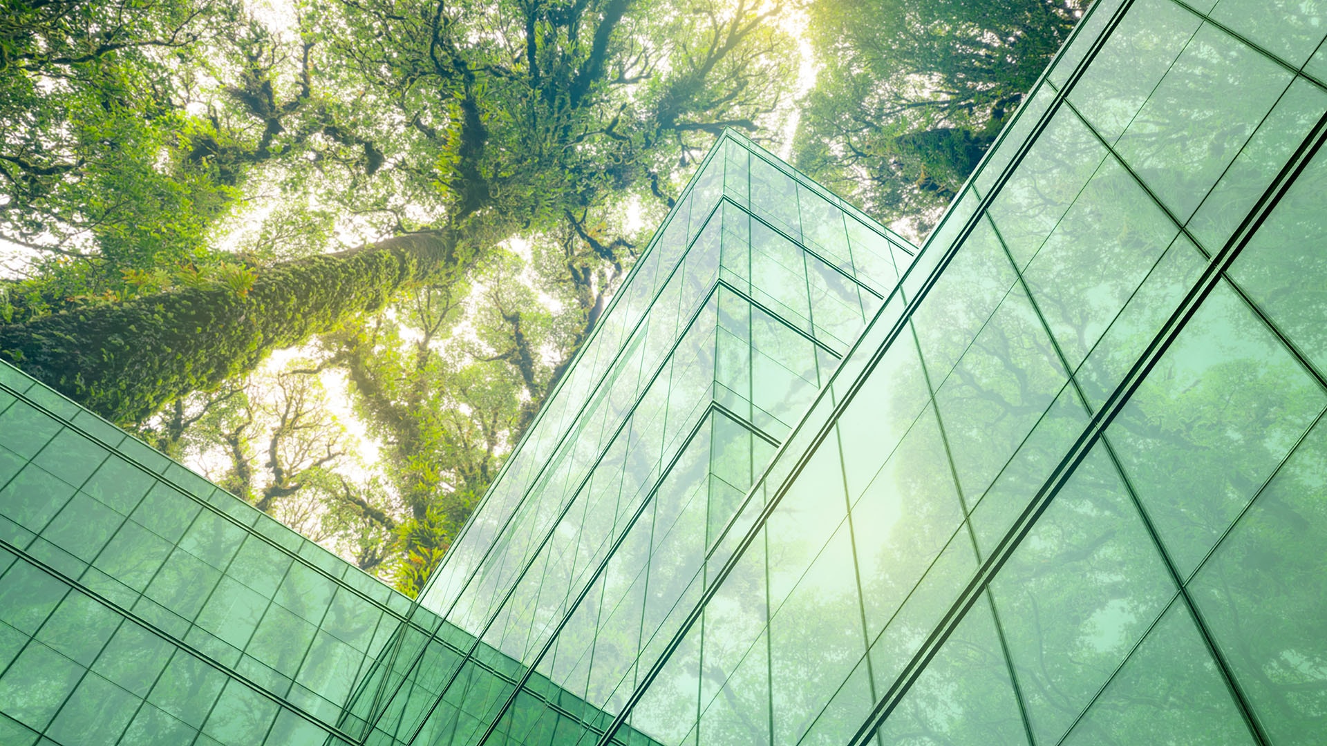 1920 urbaani kaupunkimaisema jossa lasiseinät ja alhaalta ylöspäin kuvattu lehtipuu