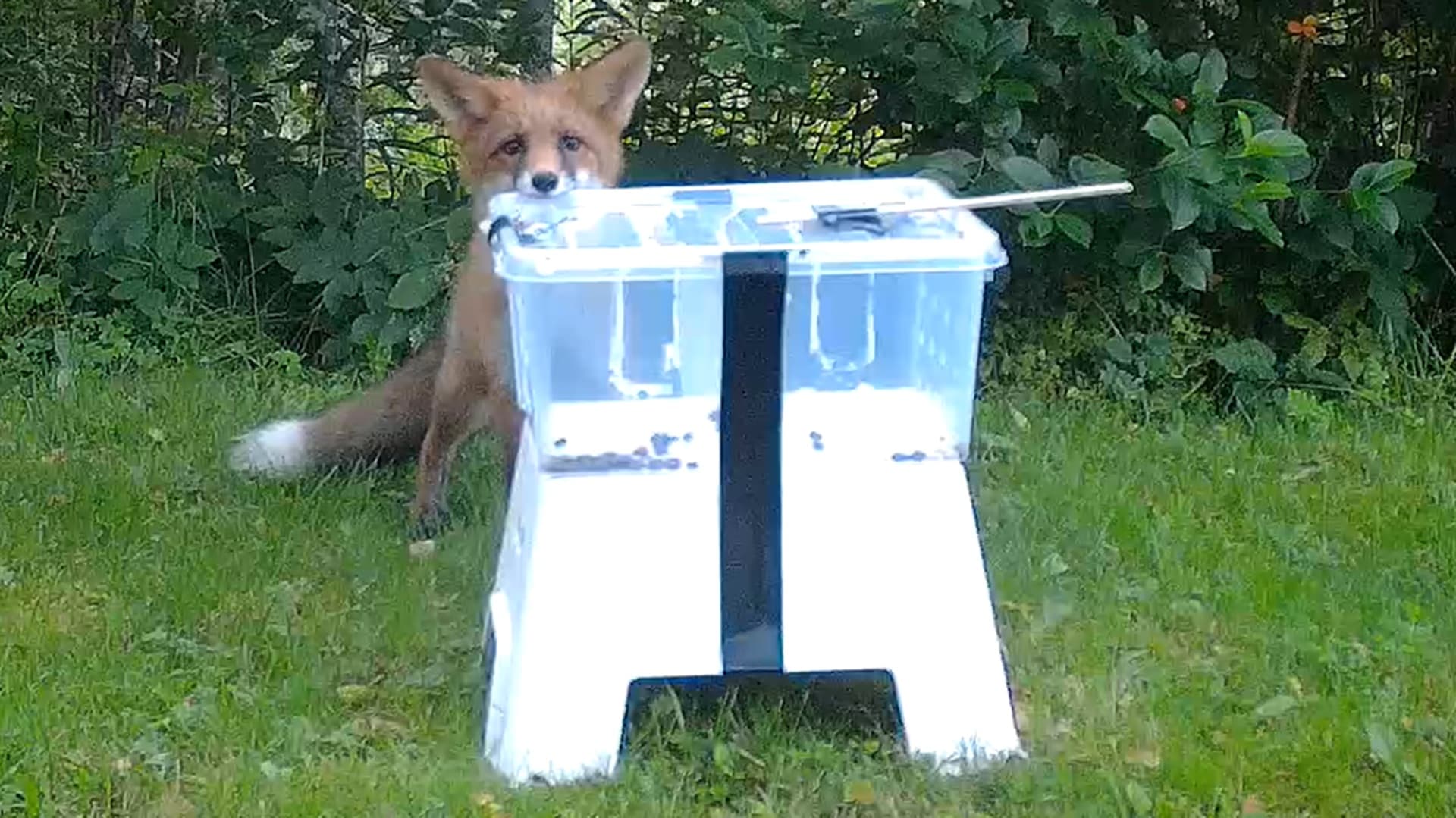 Kaupunki muokkaa villieläinten tapoja – yksityispihat keskeisessä roolissa uudessa tutkimuksessa