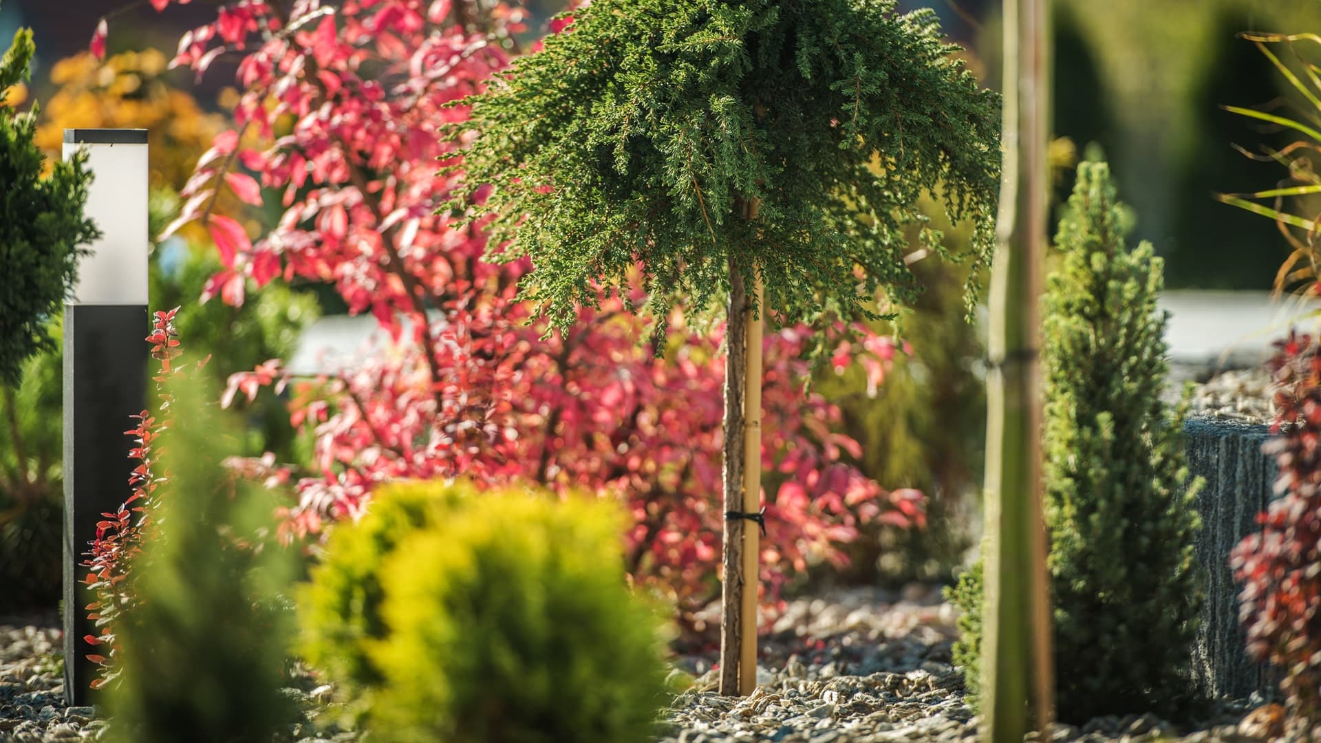 Monikäyttöiset havukasvit – vihreyttä, suojaa ja ryhtiä pihaan